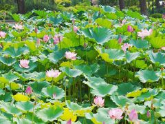 -莲花池公园