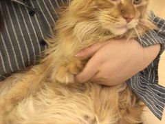 -猫腻·猫咖·撸猫馆(星光大道店)