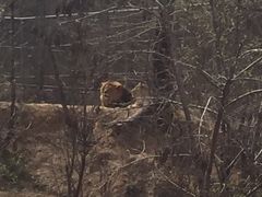 -石家庄市动物园