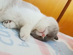 -瑞派宠物医院·24h·骨外科·皮肤科·全科宠物医疗转诊中心(沈阳浑南院)