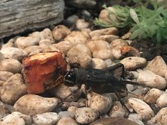 -上海昆虫博物馆