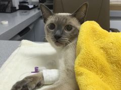 猫咪绝育完萌萌哒，明明肥的跟猪一样，一照相瘦的没谁了-达爱动物医院·犬猫分区·CT·复杂眼科(远洋山水分院)