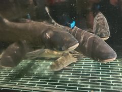 -衢农会·衢州菜·宴请(国际机场店)