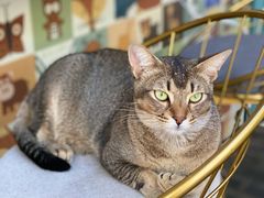 -喵屿·大理花园猫咖