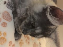 -小猫来了·猫咪专售(红山六九七九店)