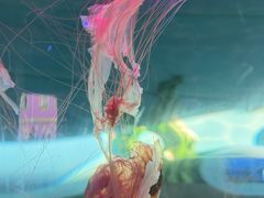 -横店影视城梦幻谷园区