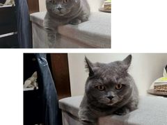 -逗柴咖啡屋·狗咖猫咖宠物桌游