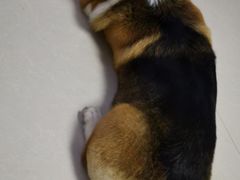 -宠福鑫康馨动物医院·骨科·眼科
