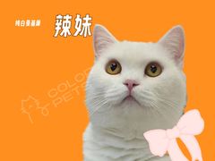 -COLOR PETS 撸猫馆·购猫·猫咖(长风大悦城店)