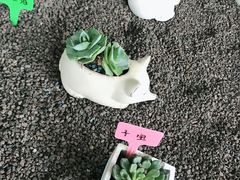 -南山植物园