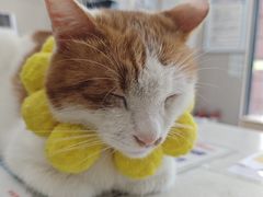 -瑞鹏宠物医院·超声·骨科·奇麟分院(蜀都万达店)