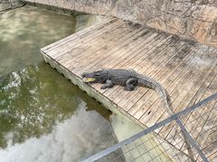 -深圳野生动物园