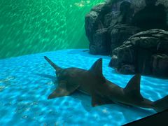 -上海海洋水族馆