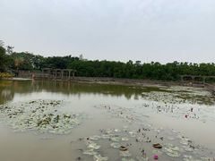 -大湾区中央湿地公园