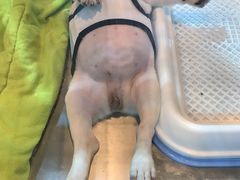 -宠物世家(仲盛世界商城店)