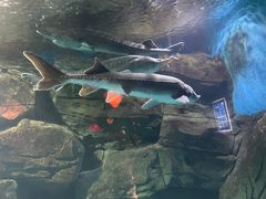-石家庄海洋公园