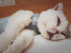 -中农大我爱我爱动物医院·核磁CT·猫病·24小时夜诊中心(石佛营店)