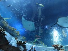 -迪拜水族馆及水下动物园