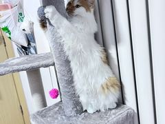 -pd派德宠物中心医院24H急重症·眼科中心·血液透析中心(嵩山北路店)