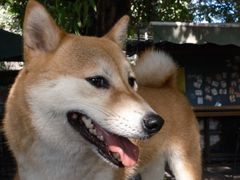 -柴犬高等学院·狗咖·柴犬售卖·宠物训练