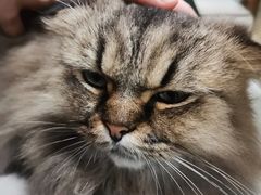 -安格丽娜·狗咖·猫咖羊驼咖(春熙路百盛商场店)