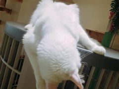 -藏猫猫咖啡主题馆(中央大道店)