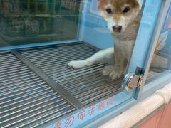 -FAELING PETS美天灵宠物(合生汇店)