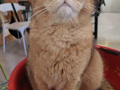 -平行世界·猫咖(首经贸店)