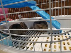 -龟与熊猫宠物公园(南坪店)