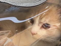 -宠颐生宠物医院·骨外科·犬猫全科诊疗中心(池州店)