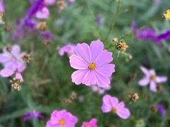 -花开海上生态园