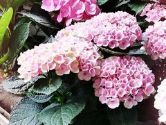 -金科花卉市场