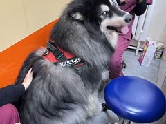 -美联众合爱康动物医院•复杂内科•肿瘤科•牙科•腔镜诊疗中心