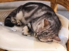 -共舞时光猫咖·狗咖(新街口店)