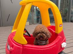 -百好乐宠物友好餐厅(朝外大街店)