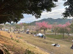 -风云岭森林公园