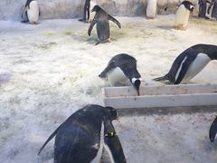 -芜湖新华联大白鲸海洋公园