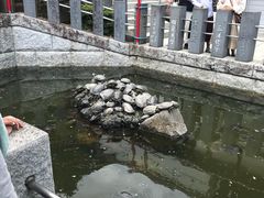 -成田山新胜寺