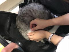 -申普宠物医院·心脏介入·心血管微创(总院)