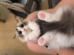 -猫大福·Fortune Cat猫舍(百子湾店)