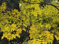 -华侨城湿地公园