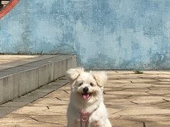 -贝康宠物医院·犬猫全科·小动物特色诊疗中心(东环路店)
