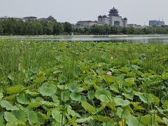 -莲花池公园