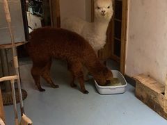 -猫色咖啡·猫咖