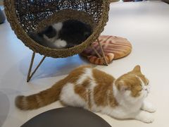 -飞行喵MR PILOT|猫舍·猫咖(静安大融城店)