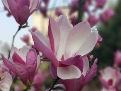 -重庆市江北嘴中央商务区中央公园