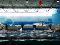 -秦皇岛乐岛海洋王国