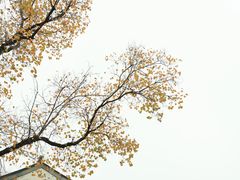 -老门东历史文化街区