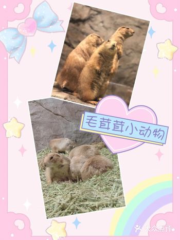夏日打卡，就去MR.ZOO小小动物元吧
