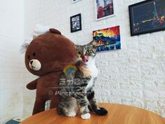 -平行世界·猫咖(首经贸店)